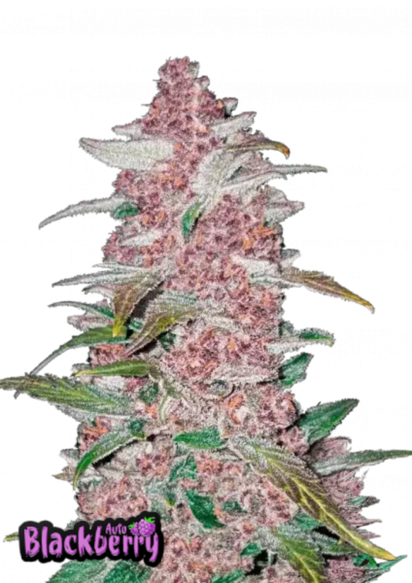 ファストバッズ 大麻種子 ブラックベリーオート - 個数: 5個