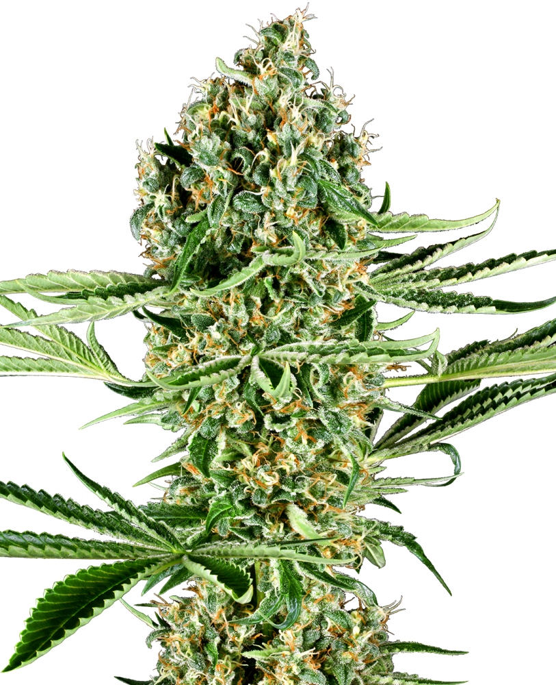 変異種　サインド Sensi Seeds 大麻種子 クリティカル ランツ フェミナイズド、3