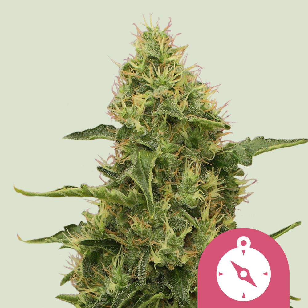 Royal Queen Seeds 大麻種子 ノーザンライト フェミナイズド