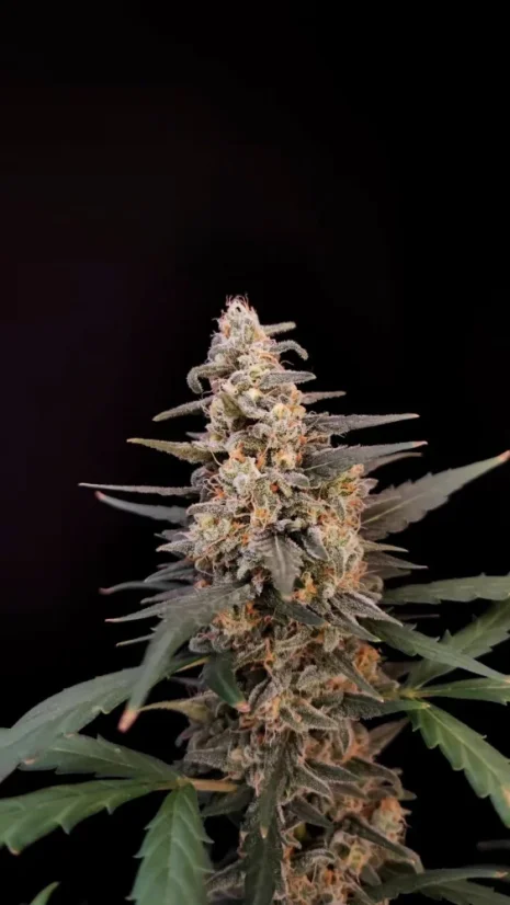 Fast Buds Cannabis Seeds Critical Auto