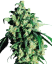 Sensi Seeds Cannabis Super Skunk® Regular, 10 kpl