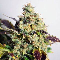 Doctor´s Choice Seeds DC Kush Photo Feminized