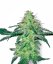 Sensi Seeds Cannabis Seeds White Skunk Regular, White Label, 10 kpl