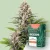 Canntropy Nasiona Auto Gorilla Punch (autokwitnące)