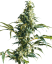 Sensi Seeds Kannabiksen siemenet Mexican Sativa® Regular, 10 kpl