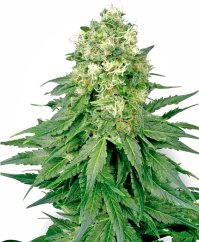 Sensi Seeds Kaņepju sēklas White Widow Regular ar White Label, 10 gab.