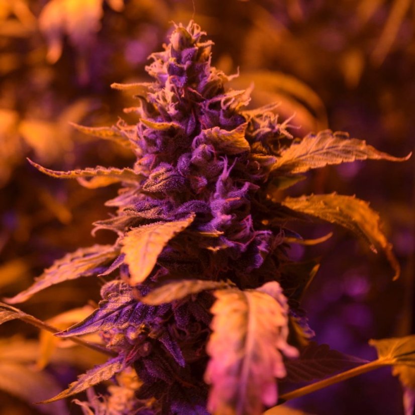 Doctor's Choice Seeds Doctor's Choice #1 Auto Feminized