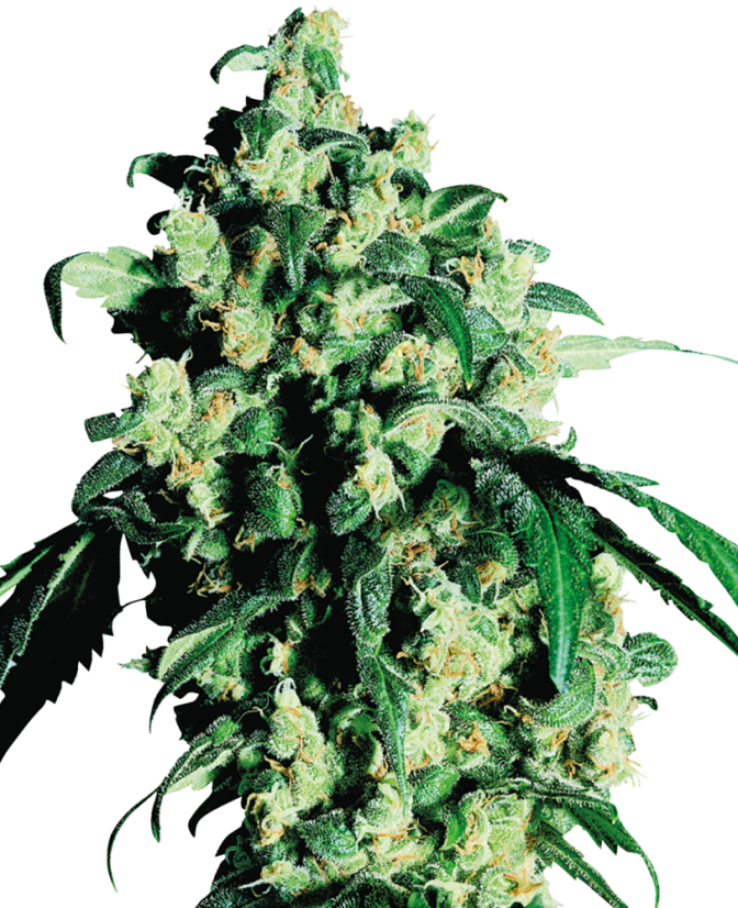 Sensi Seeds Cannabis Super Skunk® Regular, 10 kpl