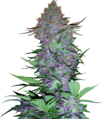 Sensi Seeds Cannabis Seeds Purple Skunk Automatic Feminized, 3-10 kpl
