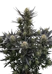 Fast Buds Cannabis Seeds  Guava Auto RF3 Feminized