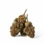 Euphoria CBD Weed Avicenna, 100 g