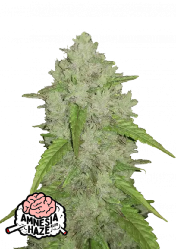 elfbar nachfüll pod läuft aus Cannabis Flavored E-Liquids by the Best Brands main image 1