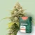 Canntropy Seeds Auto Zkittles (Autoflowering)