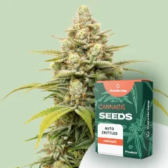 Canntropy Seeds Auto Zkittles (Autoflowering)