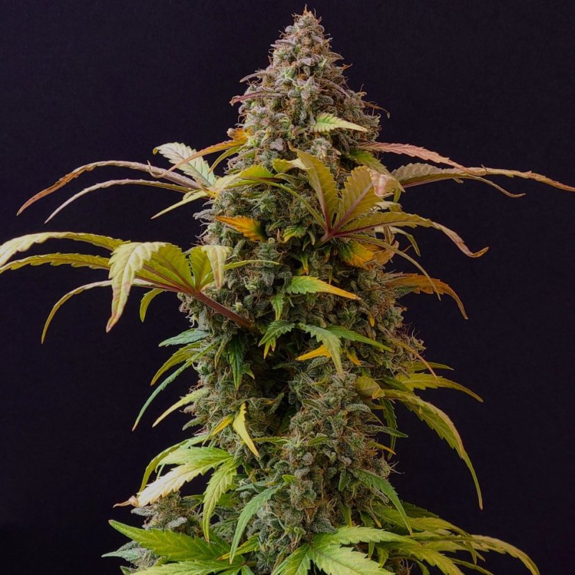 Doctor´s Choice Seeds Lowryder regular (IBL) Auto Regular