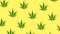 What is CBG and what is CBD?