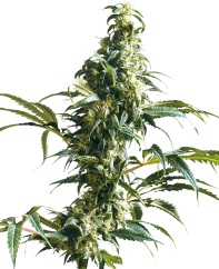 Sensi Seeds Kannabiksen siemenet Mexican Sativa® Regular, 10 kpl