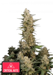 Semințe de Cannabis Fast Buds Critical Auto