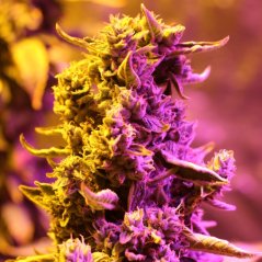Doctor's Choice Seeds Doctor's Choice #1 Auto Feminized