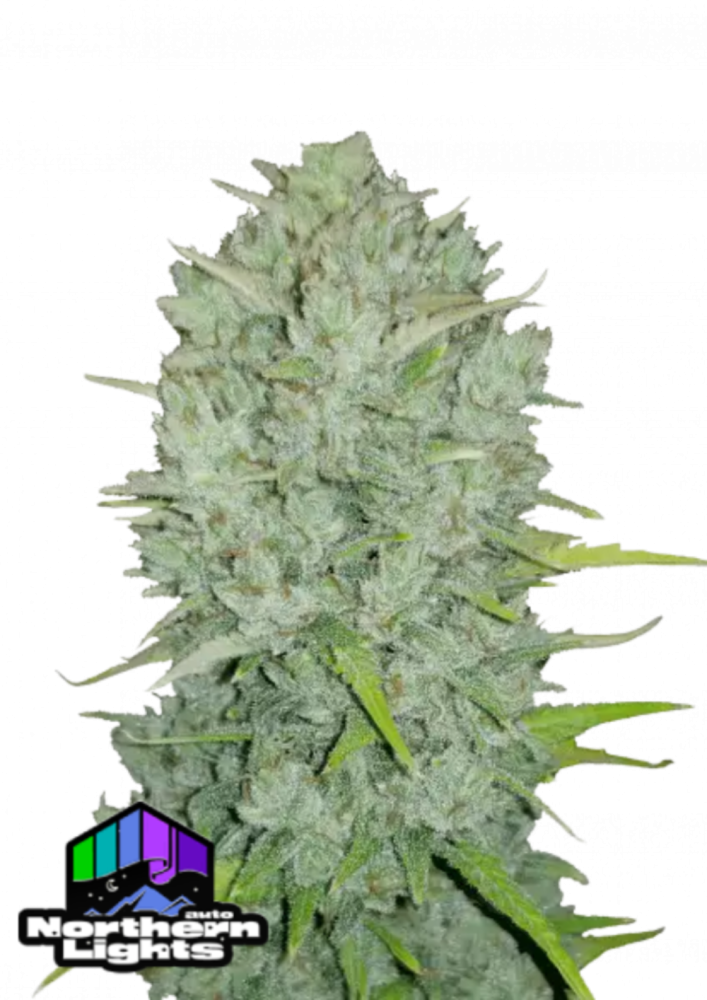 Friday next Friday ICE CUBE マリファナ 大麻 CBD - メルカリ