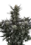 Fast Buds Nasiona konopi Guava Auto RF3 Feminizowane