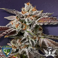T.H.Seeds™ kannabiksen siemenet RuntzMattazz, rajoitettu erä, 2 kpl, feminoidut
