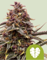 Royal Queen Seeds Seminte de canabis Pink Mist Auto