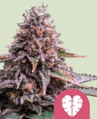 Royal Queen Seeds Cannabisfrø Rosa tåke feminisert