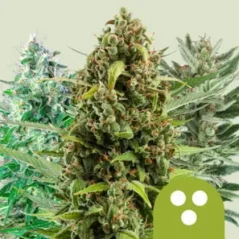 Royal Queen Seeds Cannabis Seeds Taħlita Awtomatika