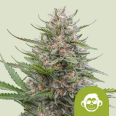 Royal Queen Seeds Seminte de canabis Grape Ape Auto