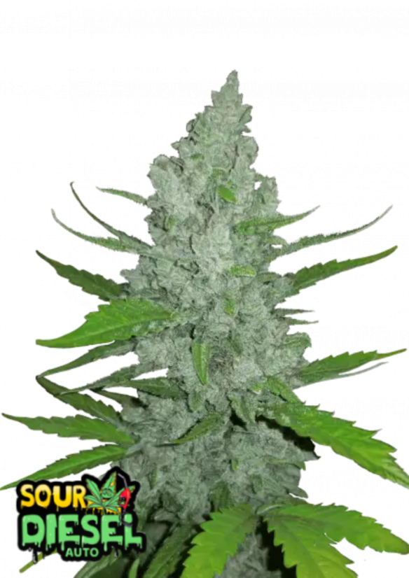 宅配便配送 ファストバッズ 大麻種子 サワーディーゼルオート - 個数: 3 pcs 小物