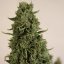 Doctor's Choice Seeds Doctor's Choice #1 Auto Feminized