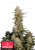 Semințe de Cannabis Fast Buds Critical Auto
