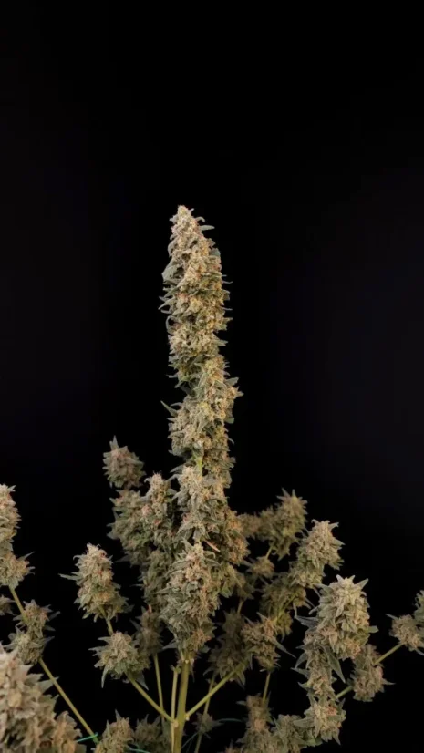 Fast Buds Cannabis Seeds Critical Auto