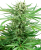 Sensi Seeds Kannabiksen siemenet Papi Chulo OG Feminized, 3-10 kpl