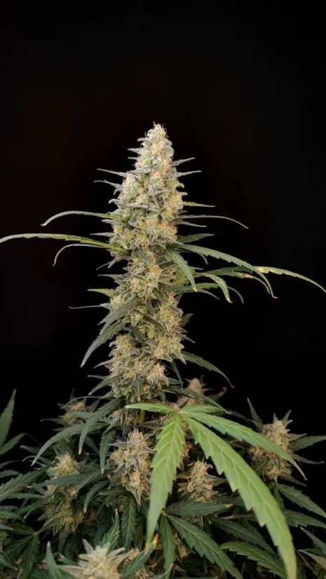 Fast Buds Cannabis Seeds Critical Auto