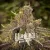 Blimburn Seeds Permanentný marker kanabisových semienok feminizovaný