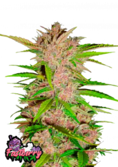 Fast Buds Cannabis Seeds Fastberry Auto