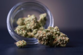 Atšķirīgas audzēšanas metodes sarežģī CBD ziedu izvēli