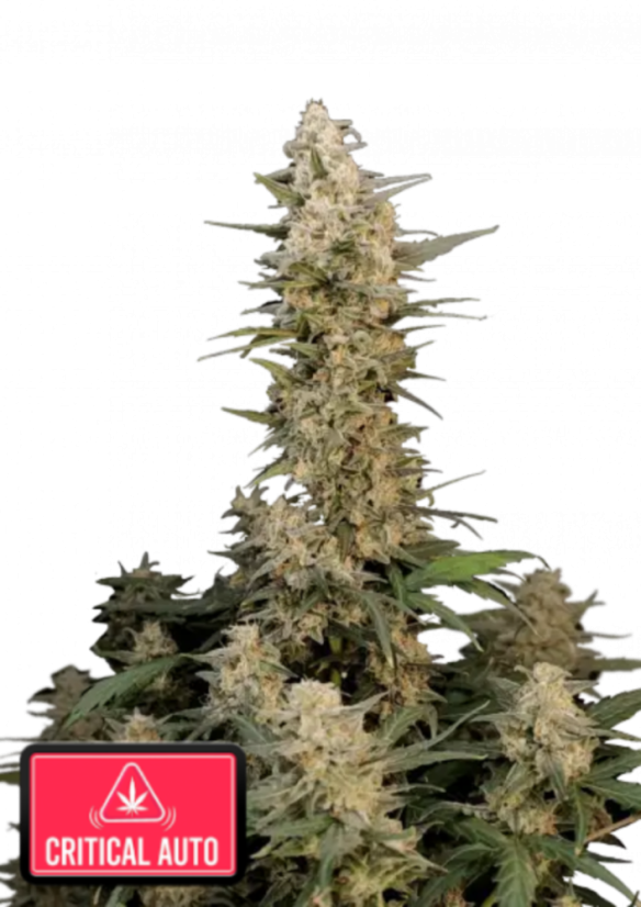 Fast Buds Cannabis Seeds Critical Auto