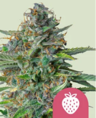 Royal Queen Seeds Cannabisfrø Jordbærhoste feminisert