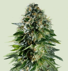 Royal Queen Seeds Żrieragħ tal-Kannabis Corkscrew Auto