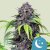 Royal Queen Seeds Cannabis Seeds Purplematic Auto (magas CBD)