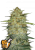 Semințe de canabis Fast Buds OG Kush Auto