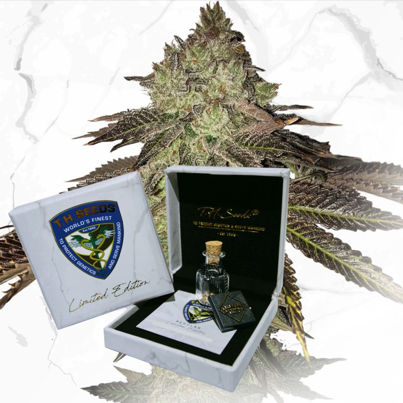 T.H.Seeds™ Cannabis Seeds Limited Regular Edition Gelato 33 X Birthday Cake X SBC, 11 kpl