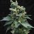 T.H.Seeds™ Semená kanabisu SAGE™n Kyslé, rôzne balenia, bežné