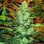 Doctor´s Choice Seeds Lowryder regular (IBL) Auto Regular