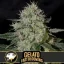 Blimburn Seeds Cannabis Seeds Gelato Fast Blooming Feminized