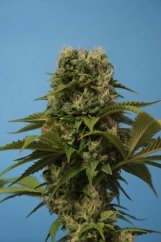 T.H.Seeds™ Cannabis Seeds Wreckage, erilaisia pakkauksia, tavallinen