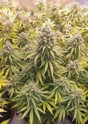Dutch Passion Cannabis Seeds Auto Lemon Kix® Autoflowering
